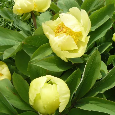 Couette-café Genevieve